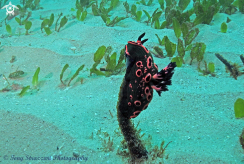 A Nembrotha rosannulata | Donut nembrotha