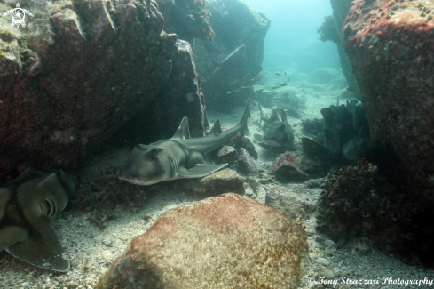 A Heterodontus portusjacksoni | Port Jackson Shark