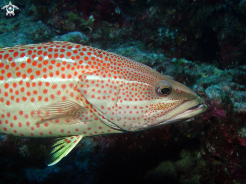 A underwater creature
