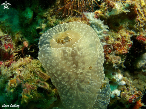 A Sea Squirt 