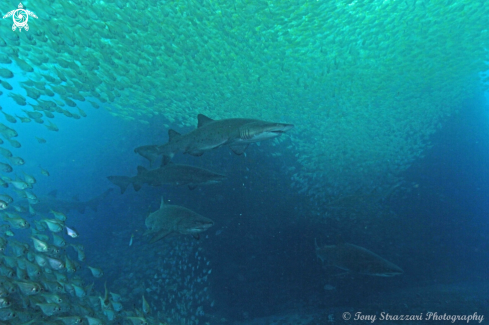 A Carcharias taurus | Grey Nurse Shark (Sand Tiger, Ragged Tooth)