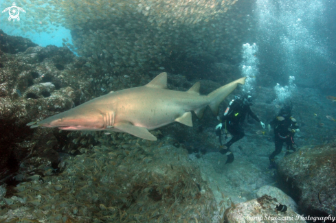 A Carcharias taurus | Grey Nurse Shark (Sand Tiger, Ragged Tooth)