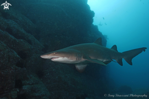 A Grey Nurse Shark (Sand Tiger, Ragged Tooth)