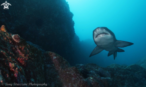 A Grey Nurse Shark (Sand Tiger, Ragged Tooth)