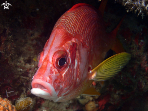 A underwater creature