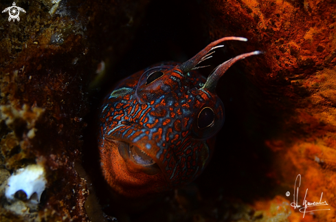 A Parablennius tentacolaris | Bavosa cornuta