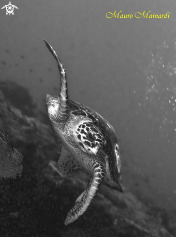 A Turtle erethmochelys