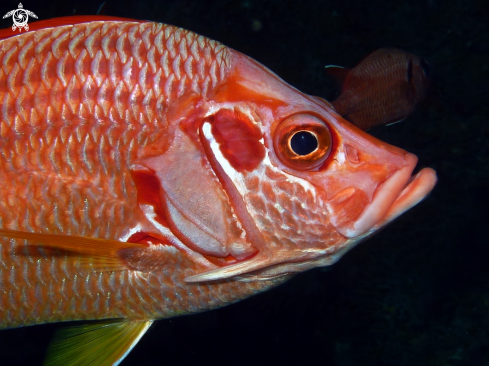 A underwater creature