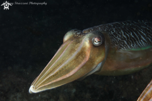 A Sepia plangon | Mourning cuttle