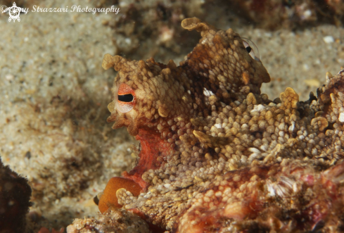 A Octopus tetricus | Common Sydney Octopus