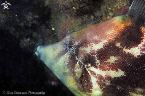 A Monacanthus chinensis | Fan belly leatherjacket