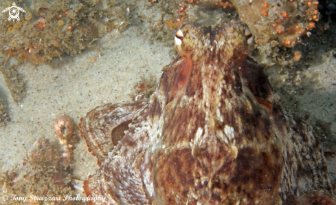 A Common octopus