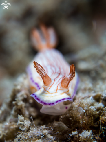 A Nudibranch