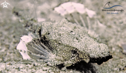 A Eurypegasus draconis | Dragon Sea Moth