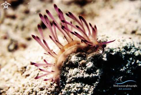 A Flabellina rubrolineata