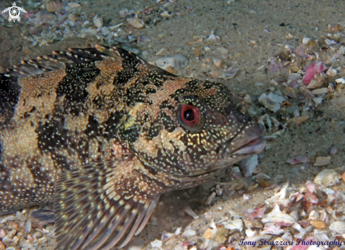 A Chironemus marmoratus | Kelpfish