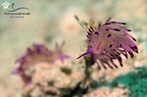 A Flabellina rubrolineata