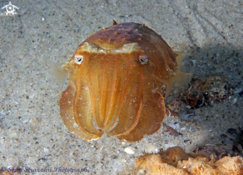 A Sepia mestus | Reaper cuttle