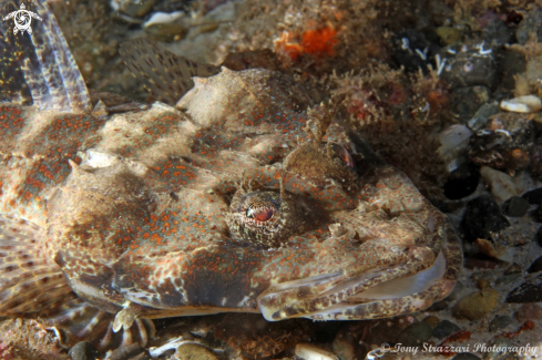 A Thysanophrys cirronasus | Rock Flathead