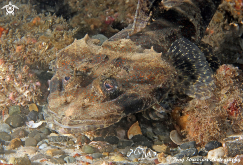 A Thysanophrys cirronasus | Rock Flathead