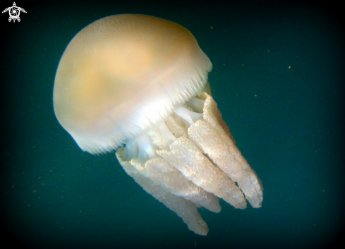 A Catostylus mosaicus | Sea Blubber