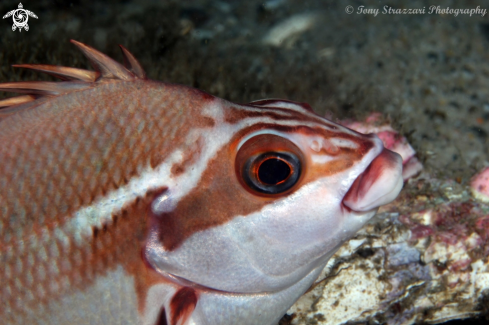 A Cheilodactylus fuscus | Red morwong