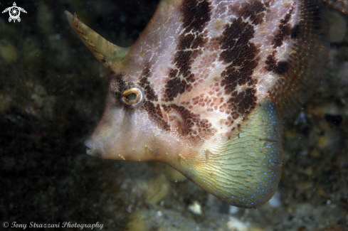 A Monacanthus chinensis | Fan belly leatherjacket