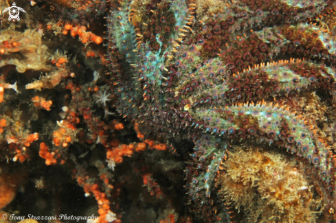 A Coscinasterias calamaria | Eleven armed seastar