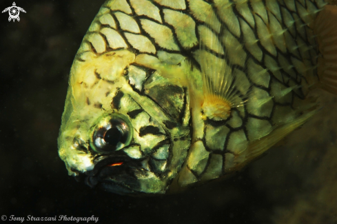 A Cleidopus gloriamaris | Pineapplefish