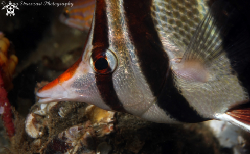 A Chelmonops truncatus | Truncate coralfish