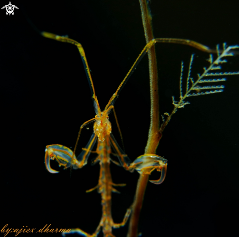 A caprella sp  | skeleton shrimp 