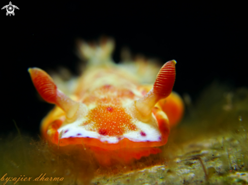 A Hexabranchus Sanguineus  | spanish dancer 