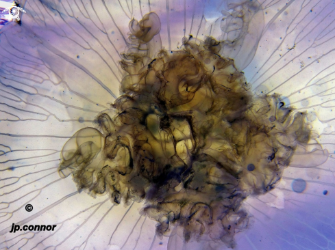 A Aurelia aurita | Méduse bleue