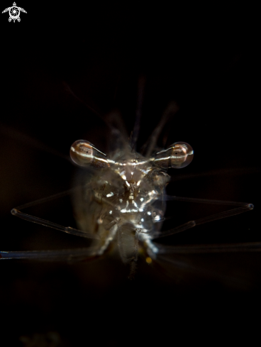 A Black and Silver Cuapetes Shrimp