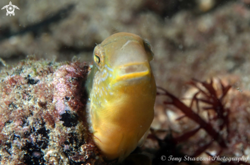 A Plagiotremus tapeinosoma | Hit & Run Fang Blenny