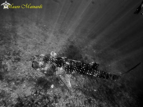 A Whale shark