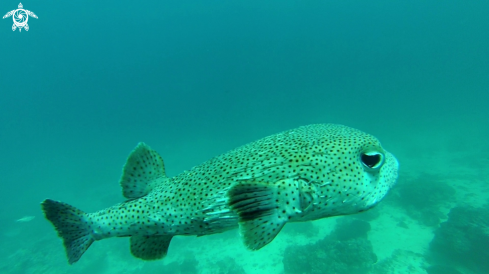 A Pufferfish