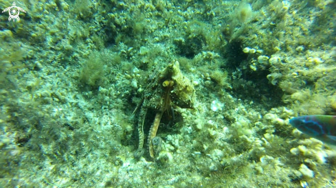 A Octopus