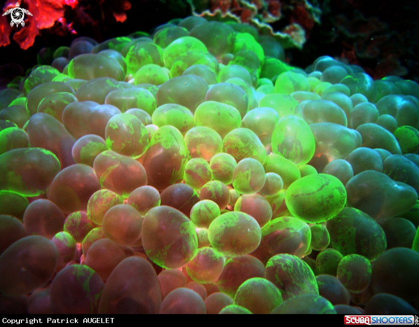 A corail bulleux
