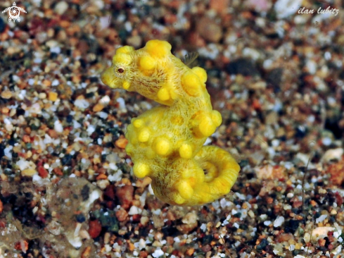 A pygmy seahorse