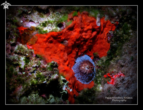 A Umbraculum umbraculum | Island proti-Messinia-Greece