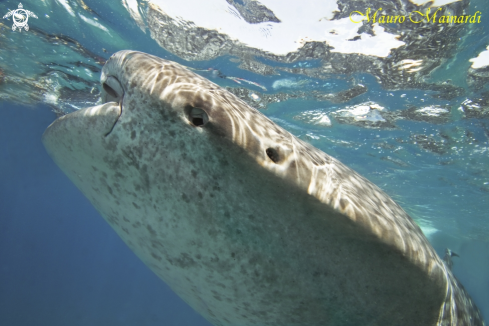 A Whale shark