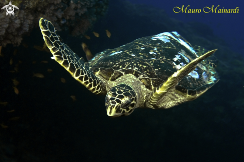 A Eretmochelys embricata | Turtle erethmochelys