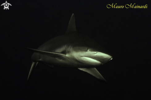 A Carcharhinus amblyrhynchos | Grey shark