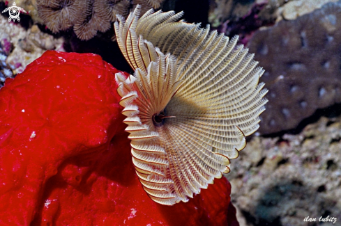 A Sabellastarte indica | sea worm