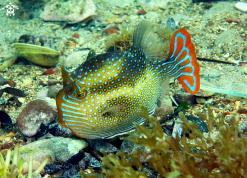 A Ornate Cowfish (male)