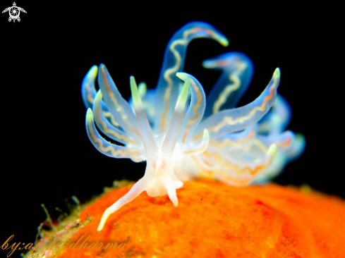 A phyllodesmium | phyllodesmium 