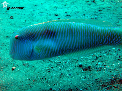 A Xyrichtys novacula | Labre des Sables