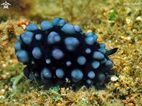 A Phyllidiella nigra | nudibranch