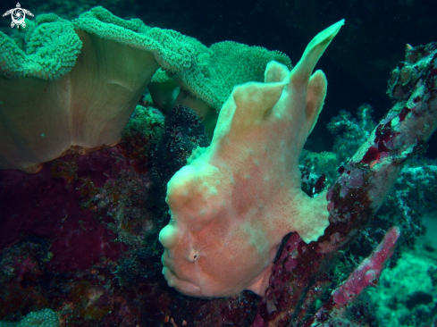 A frog fish